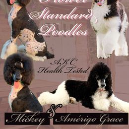 Poodle Puppies from Spanish Flower Standard Poodles