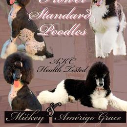 Poodle Puppies from Spanish Flower Standard Poodles