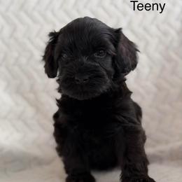 Teeny - Black male Australian Labradoodle puppy in Londonderry, New Hampshire from Granite State Labradoodles