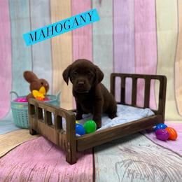 Mahogany - Chocolate female Dilute Retriever puppy in Forest City, Iowa from Helm Labs