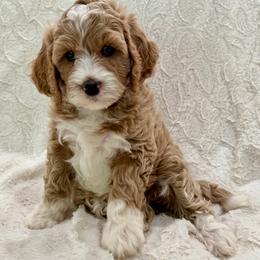 Cinnamon - Parti female Goldendoodle puppy in Cleburne, Texas from Doodles of the Brazos