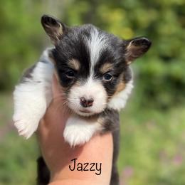 Jazzy - Fluffy - Black and tan female Pembroke Welsh Corgi puppy in Anderson, California from Flying K Corgis