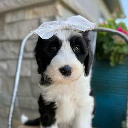 Ewe Betcha - Black and white female Sheepadoodle puppy in Adams, Nebraska from Boxcar Doodles and Poodles