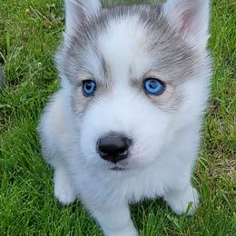 Bulldogs, Rottweilers, and Siberian Huskies from Kaniska Kennels