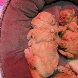 Maltipoo Puppies from Jessica's Maltipoos