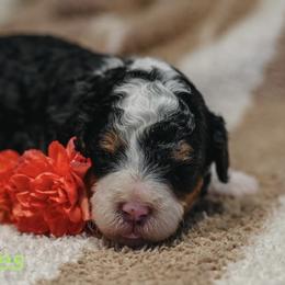 Myles - Tri-color male Bernedoodle puppy in Stuart, Oklahoma from G Ridge Kennels