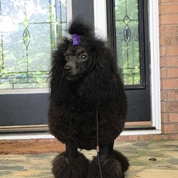 Bentley  - Poodle