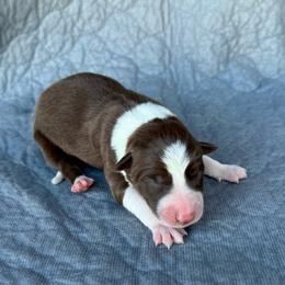 Girl 4 - Red female Border Collie puppy in Centerville, Washington from Forthright Farms