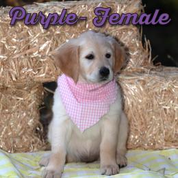 Golden Retriever Puppies from Valley County Goldens