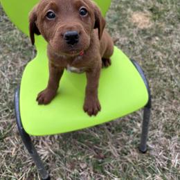 Labradoodle Puppies from Georges labradoodles