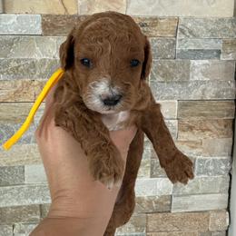 Yellow collar male - Red  male Poodle puppy in Miami, Florida from Poodles 4 Life