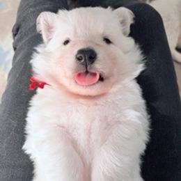 Boy 6 - White male German Shepherd puppy in Valley Springs, South Dakota from Von Pasch German Shepherds