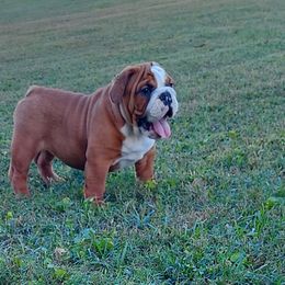 Bulldog Puppies from Flobama English Bulldogs