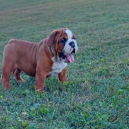 Bulldog Puppies from Flobama English Bulldogs