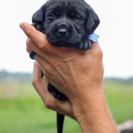Blue Boy - Black male Labrador Retriever puppy in Linville, Virginia from Virginia Labradors