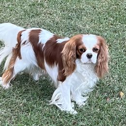 Shelby - Cavalier King Charles Spaniel