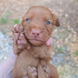 Chocolate based ee red - Chocolate male Dachshund puppy in West Plains, Missouri from Spring Creek Dachshunds