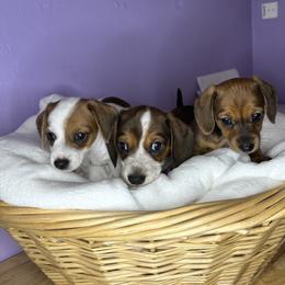 Dachshund Puppies from Shannon Dolly’s Dachshunds