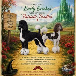 Poodle puppies from Patriotic Poodles