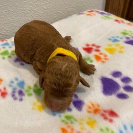 Chester - Red male Cockapoo puppy in Brookings, South Dakota from Hofer Pups