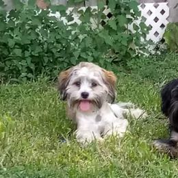 Rosie - Shorkie
