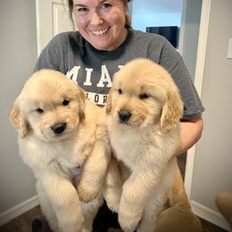 Golden Retriever Puppies from GameChanger Golden Retrievers