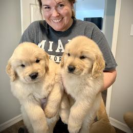 Golden Retriever Puppies from GameChanger Golden Retrievers