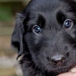 Girl 3 Mitzi - Black Flat-Coated Retriever puppy in Petaluma, California from Quail Run Flat-Coated Retrievers