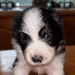 Boy 1 - Black & white male Toy Australian Shepherd puppy in Ocala, Florida from Crazy Aussie Chaos