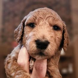 HONEY - Apricot male Goldendoodle puppy in Harris County, Texas from Cute & Curly Doodles