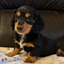 Isaac - Black and tan male Dachshund puppy in Hawley, Texas from Foxy’s Dachshunds & Toy Aussies