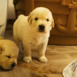 Golden Retriever Puppies from Honeysweet Goldens