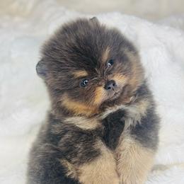 Pomeranian Puppies from Treasured Jewels Pomeranians