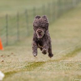 Portuguese Water Dogs from Oakhillpwd