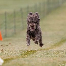 Portuguese Water Dogs from Oakhillpwd