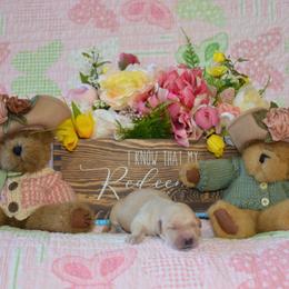 Girl 3 - Golden female Golden Retriever puppy in Webster City, Iowa from Whispering Pines Precious Puppies