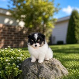 Thor - Tri-colored male Pomeranian puppy in Antelope, California from California Pom Paradise
