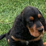 Gordon Setter Puppies from Bit O’ Gold Gordon Setters