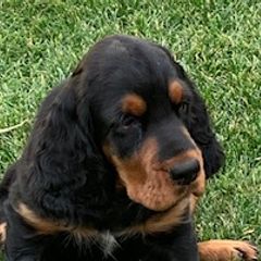 Gordon Setter Puppies from Bit O’ Gold Gordon Setters