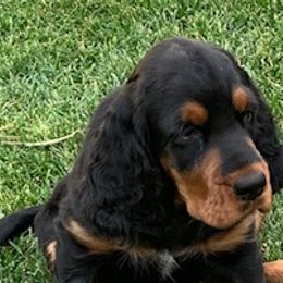 Gordon Setter Puppies from Bit O’ Gold Gordon Setters