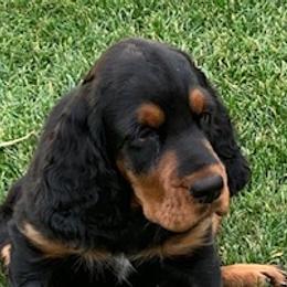Gordon Setter Puppies from Bit O’ Gold Gordon Setters