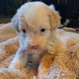Ty, Parti Boy - Brown and white male Bernedoodle puppy in Lafayette, Alabama from Williams Lake Doodles
