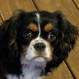 Lena - Cavalier King Charles Spaniel