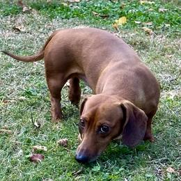 Boe - Dachshund