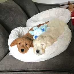 Goldendoodle Puppies from Pacific Goldendoodle, LLC