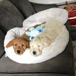 Goldendoodle Puppies from Pacific Goldendoodle, LLC