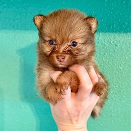 Autumn - Red sable female Pomeranian puppy in Stroud, Oklahoma from Laik’s Little Shihtz & Poms