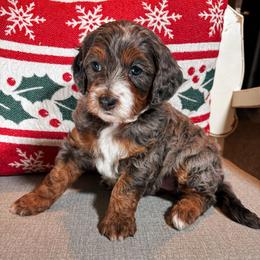 Alta - Blue merle female Bernedoodle puppy in Weston, Idaho from Berne n Doodles