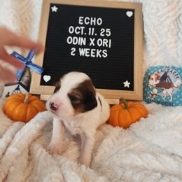 Echo - White and red male Nederlandse Kooikerhondje puppy in Pensacola, Florida from Ragnarök Kooikerhondjes