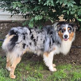 Tucker - Blue merle male Australian Shepherd puppy in Albion, Michigan from Northern Lights Aussies (NL Aussies)
